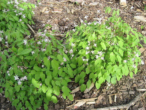 Škornice Youngova 'Roseum' - Epimedium youngianum 'Roseum'