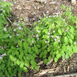 Škornice Youngova 'Roseum' - Epimedium youngianum 'Roseum'