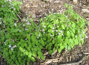 Škornice Youngova 'Roseum' - Epimedium youngianum 'Roseum'