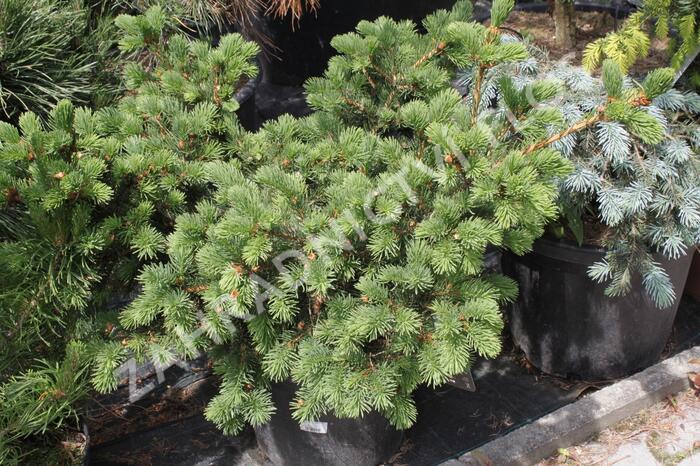 Smrk pichlavý 'Lucky Strike' - Picea pungens 'Lucky Strike'