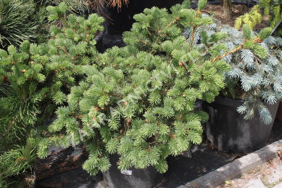 Smrk pichlavý 'Lucky Strike' - Picea pungens 'Lucky Strike'