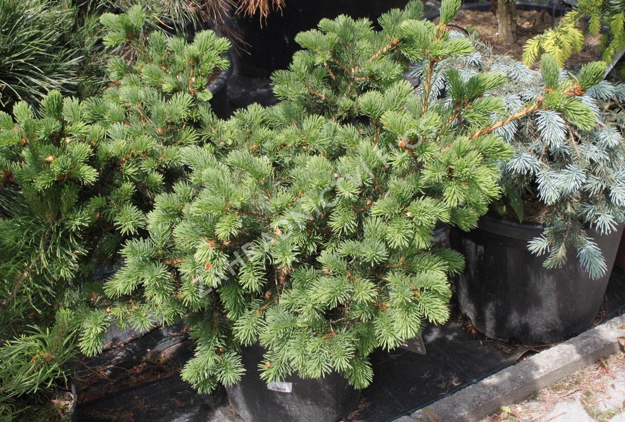 Smrk pichlavý 'Lucky Strike' - Picea pungens 'Lucky Strike'