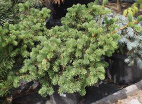 Smrk pichlavý 'Lucky Strike' - Picea pungens 'Lucky Strike'
