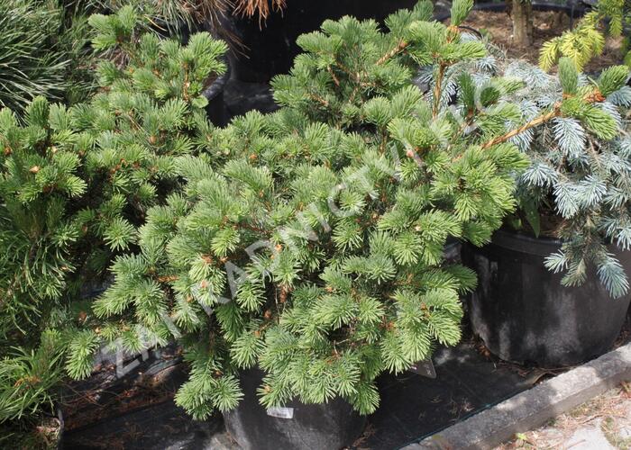 Smrk pichlavý 'Lucky Strike' - Picea pungens 'Lucky Strike'