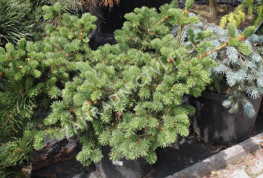 Smrk pichlavý 'Lucky Strike' - Picea pungens 'Lucky Strike'