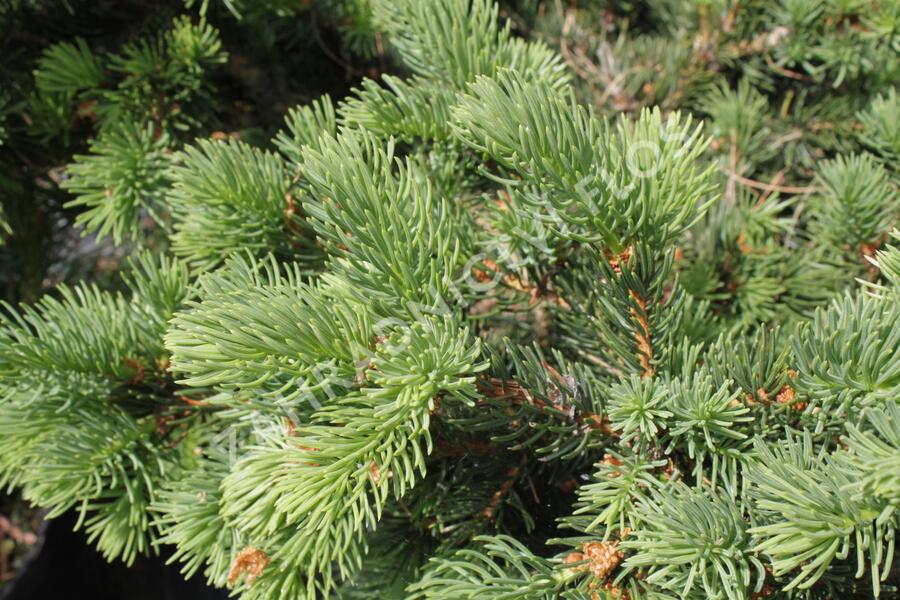 Smrk pichlavý 'Lucky Strike' - Picea pungens 'Lucky Strike'
