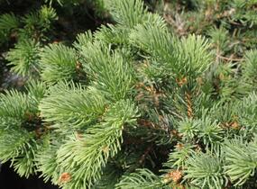 Smrk pichlavý 'Lucky Strike' - Picea pungens 'Lucky Strike'