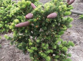 Smrk pichlavý 'Lucky Strike' - Picea pungens 'Lucky Strike'