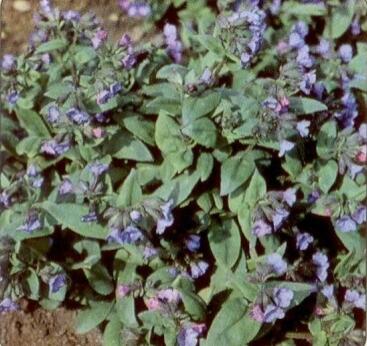 Plicník úzkolistý 'Azurea' - Pulmonaria angustifolia 'Azurea'