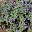 Plicník úzkolistý 'Azurea' - Pulmonaria angustifolia 'Azurea'
