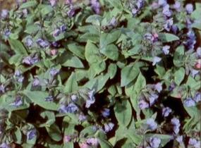 Plicník úzkolistý 'Azurea' - Pulmonaria angustifolia 'Azurea'