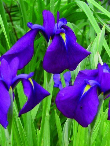 Kosatec mečovitý - Iris ensata