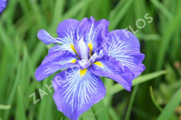 Kosatec mečovitý 'Electric Rays' - Iris ensata 'Electric Rays'