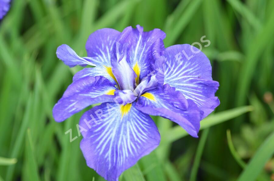 Kosatec mečovitý 'Electric Rays' - Iris ensata 'Electric Rays'