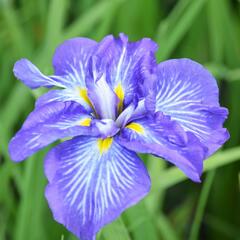 Kosatec mečovitý 'Electric Rays' - Iris ensata 'Electric Rays'