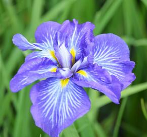 Kosatec mečovitý 'Electric Rays' - Iris ensata 'Electric Rays'