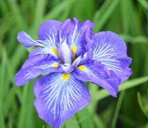 Kosatec mečovitý 'Electric Rays' - Iris ensata 'Electric Rays'