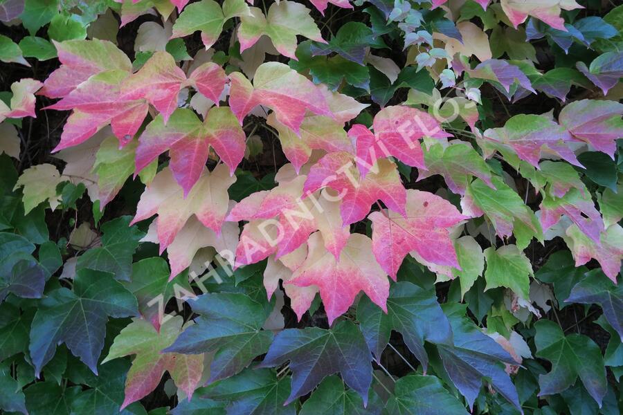 Přísavník trojcípý - Parthenocissus tricuspidata