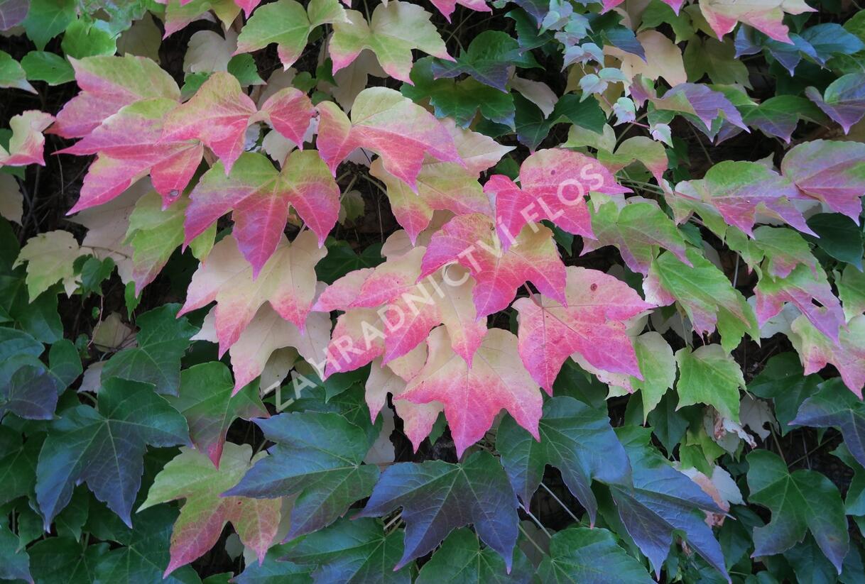 Přísavník trojcípý - Parthenocissus tricuspidata