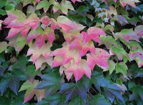 Přísavník trojcípý - Parthenocissus tricuspidata