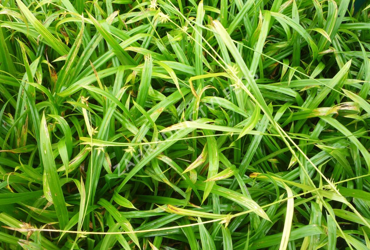 Ostřice - Carex folliculata