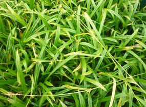 Ostřice - Carex folliculata