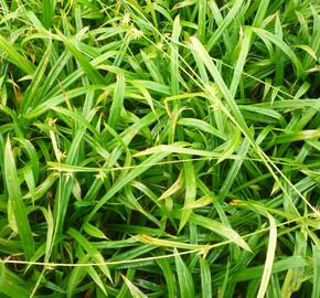 Ostřice - Carex folliculata