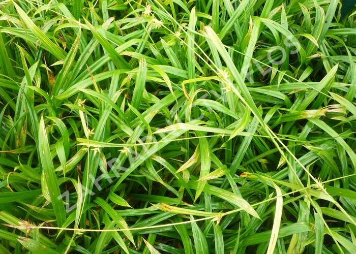 Ostřice - Carex folliculata