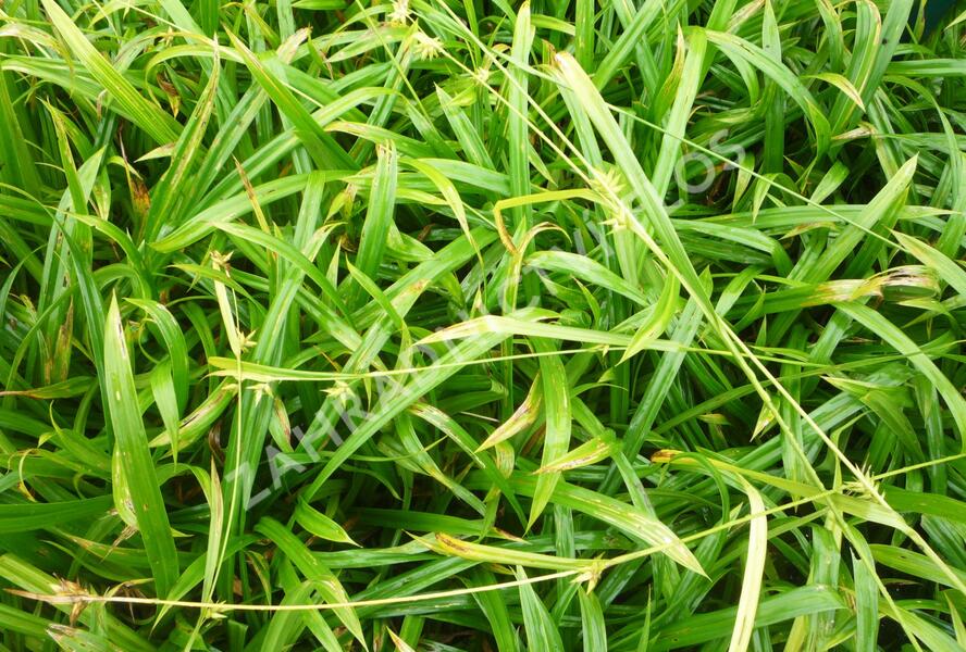 Ostřice - Carex folliculata