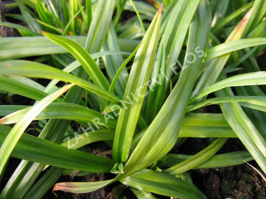 Ostřice - Carex folliculata
