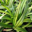 Ostřice - Carex folliculata