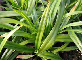 Ostřice - Carex folliculata