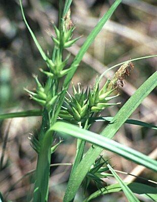 Ostřice - Carex folliculata