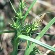 Ostřice - Carex folliculata