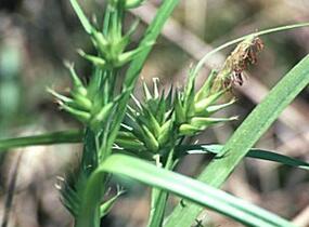 Ostřice - Carex folliculata