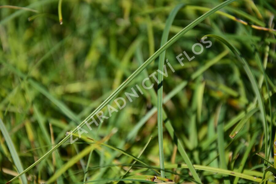 Ostřice chabá 'Buis' - Carex flacca 'Buis'