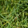 Ostřice chabá 'Buis' - Carex flacca 'Buis'