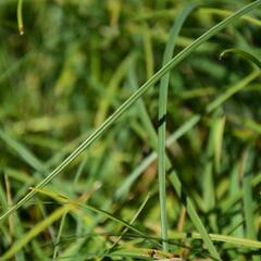 Ostřice chabá 'Buis' - Carex flacca 'Buis'