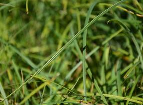 Ostřice chabá 'Buis' - Carex flacca 'Buis'