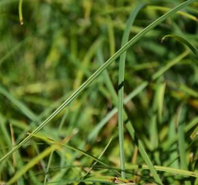 Ostřice chabá 'Buis' - Carex flacca 'Buis'