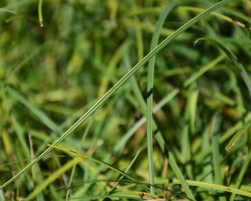 Ostřice chabá 'Buis'