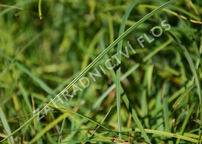 Ostřice chabá 'Buis' - Carex flacca 'Buis'