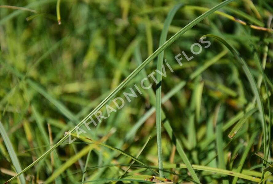 Ostřice chabá 'Buis' - Carex flacca 'Buis'