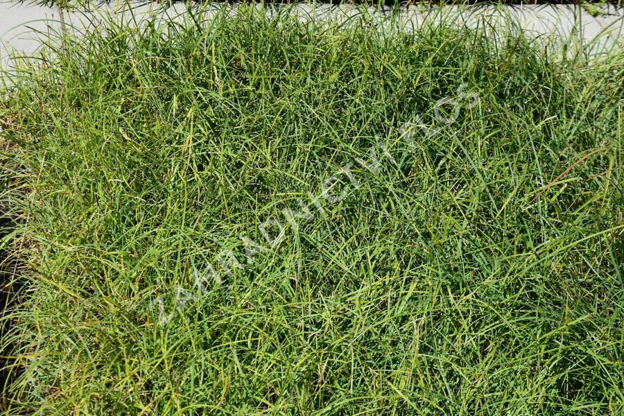 Ostřice chabá 'Buis' - Carex flacca 'Buis'