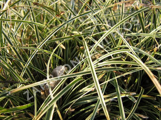 Ostřice 'Hime Kansuge' - Carex conica 'Hime Kansuge'