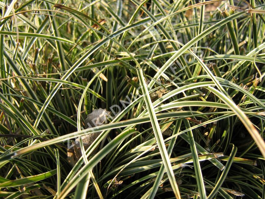 Ostřice 'Hime Kansuge' - Carex conica 'Hime Kansuge'