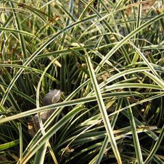 Ostřice 'Hime Kansuge' - Carex conica 'Hime Kansuge'