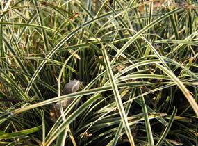 Ostřice kuželovitá 'Hime Kansuge' - Carex conica 'Hime Kansuge'