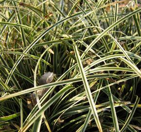Ostřice 'Hime Kansuge' - Carex conica 'Hime Kansuge'