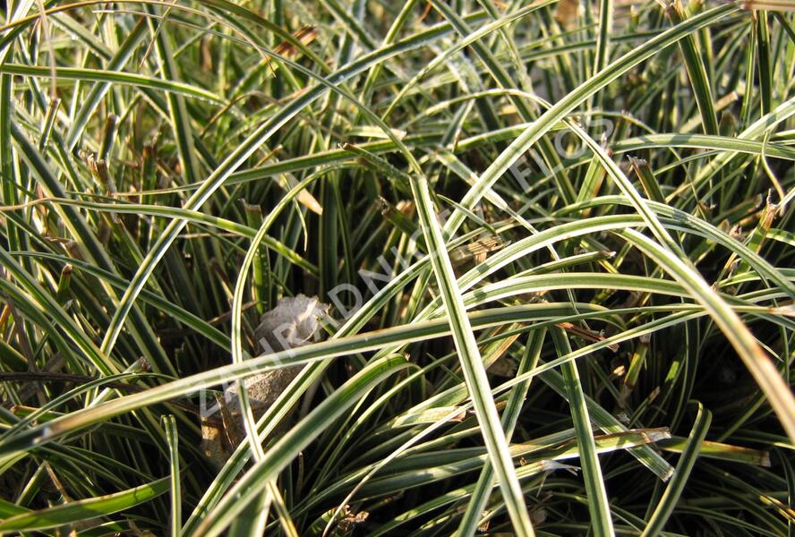 Ostřice kuželovitá 'Hime Kansuge' - Carex conica 'Hime Kansuge'